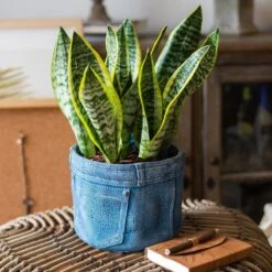 Pants For Plants – Blue Jeans Cement Planter With Drainage Hole -Eds Plant Shop pants for plants blue jeans cement planter with drainage hole 473846