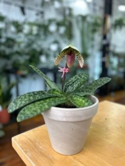 Paphiopedilum Montera - Slipper Orchid -Eds Plant Shop paphiopedilum montera slipper orchid 293170