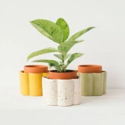 Paula Self Watering Planter Pot - Mustard Yellow 11 Paula Self Watering Planter Pot - Mustard Yellow -Eds Plant Shop paula self watering planter pot mustard yellow 445577