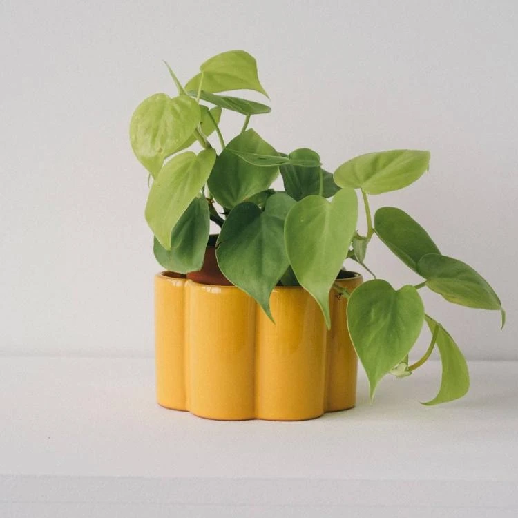 Paula Self Watering Planter Pot - Mustard Yellow 4 Paula Self Watering Planter Pot - Mustard Yellow - Image 2