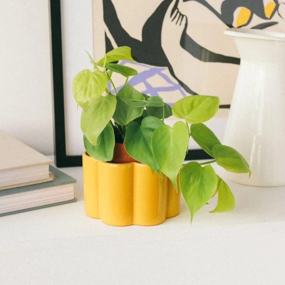Paula Self Watering Planter Pot - Mustard Yellow 3 Paula Self Watering Planter Pot - Mustard Yellow
