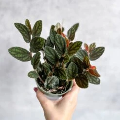 Pellionia Pulchra - Polynesian Ivy -Eds Plant Shop pellionia pulchra polynesian ivy 816787