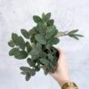 Pellionia pulchra ‘Polynesian Ivy’ – 4.5-inch Hanging Basket -Eds Plant Shop pellionia pulchra polynesian ivy hanging basket 540830