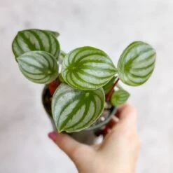 Peperomia Argyreia 'Watermelon Peperomia' - Hanging Basket -Eds Plant Shop peperomia argyreia watermelon peperomia hanging basket 617096