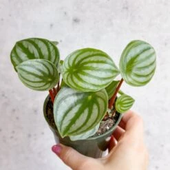 Peperomia Argyreia 'Watermelon Peperomia' - Hanging Basket