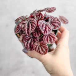 Peperomia Caperata ‘Schumi Red’ -Eds Plant Shop peperomia caperata schumi red 328019