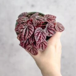 Peperomia Caperata ‘Schumi Red’ -Eds Plant Shop peperomia caperata schumi red 415655