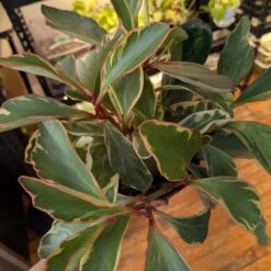 Peperomia Clusiifolia 'Ginny' - Tricolor Peperomia -Eds Plant Shop peperomia clusiifolia ginny tricolor peperomia 259801