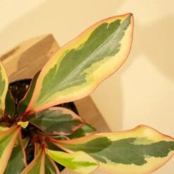 Peperomia Clusiifolia 'Ginny' - Tricolor Peperomia -Eds Plant Shop peperomia clusiifolia ginny tricolor peperomia 4832467