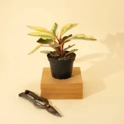 Peperomia Clusiifolia 'Ginny' - Tricolor Peperomia -Eds Plant Shop peperomia clusiifolia ginny tricolor peperomia 6847896