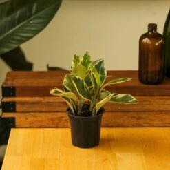 Peperomia Clusiifolia - ‘Tricolor Peperomia’ -Eds Plant Shop peperomia clusiifolia tricolor peperomia 862064