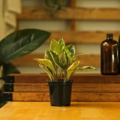 Peperomia Clusiifolia - ‘Tricolor Peperomia’ -Eds Plant Shop peperomia clusiifolia tricolor peperomia 882996