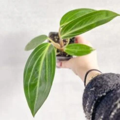 Peperomia Elongata -Eds Plant Shop peperomia elongata 942983