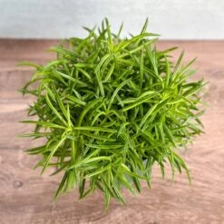 Peperomia Ferreyrae “Happy Bean” - Happy Bean Plant -Eds Plant Shop peperomia ferreyrae happy bean happy bean plant 346781