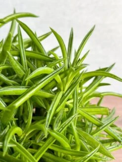 Peperomia Ferreyrae “Happy Bean” - Happy Bean Plant -Eds Plant Shop peperomia ferreyrae happy bean happy bean plant 429392