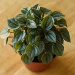 Peperomia 'Napoli Nights' 9 Peperomia 'Napoli Nights' -Eds Plant Shop peperomia napoli nights various sizes 491633