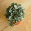 Peperomia 'Napoli Nights' -Eds Plant Shop peperomia napoli nights various sizes 955210