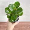 Peperomia Obtusifolia ‘Green’ (Baby Rubber Plant) -Eds Plant Shop peperomia obtusifolia green 925281