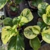 Peperomia Obtusifolia ‘Marble’ - Marble Peperomia -Eds Plant Shop peperomia obtusifolia marble marble peperomia 900694