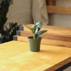 Peperomia Obtusifolia Red Edge -Eds Plant Shop peperomia obtusifolia red edge 35 inch 522016