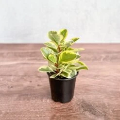 Peperomia Obtusifolia Variegata 'Baby Rubber Plant' -Eds Plant Shop peperomia obtusifolia variegata baby rubber plant 540307