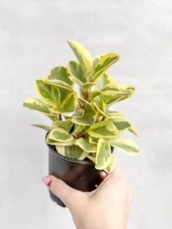 Peperomia Obtusifolia Variegata 'Baby Rubber Plant' -Eds Plant Shop peperomia obtusifolia variegata baby rubber plant 608624