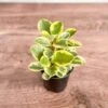 Peperomia Obtusifolia Variegata 'Baby Rubber Plant' -Eds Plant Shop peperomia obtusifolia variegata baby rubber plant 925115