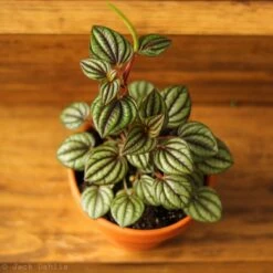Peperomia 'Piccolo Banda' Albovittata