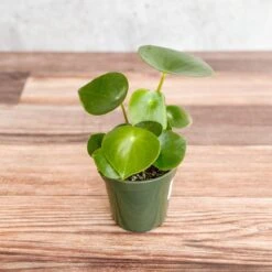 Peperomia Polybotra 'Raindrops' 10 Peperomia Polybotra 'Raindrops' -Eds Plant Shop peperomia polybotra raindrops 149803