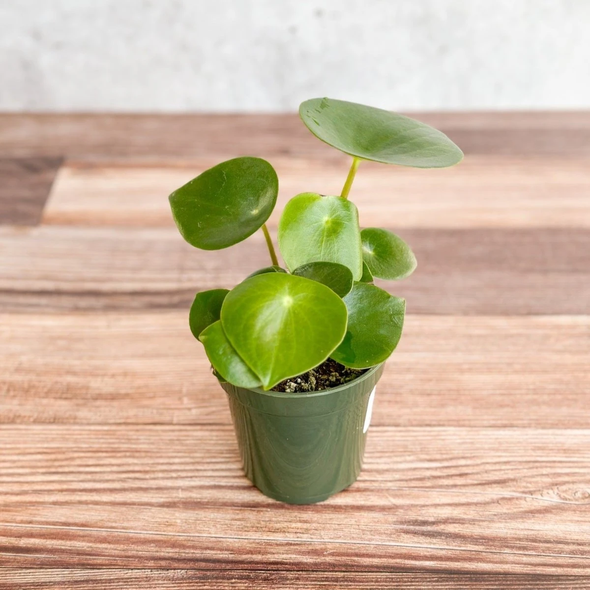 Peperomia Polybotra 'Raindrops' 5 Peperomia Polybotra 'Raindrops' - Image 3