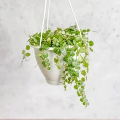 Peperomia Prostrata - ‘String Of Turtles’ - 4.5 Inch Hanging Basket -Eds Plant Shop peperomia prostrata string of turtles 45 inch hanging basket 824446