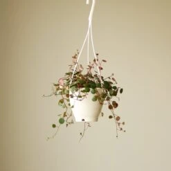 Peperomia 'Ruby Cascade' - 4.5 Inch Hanging Basket 11 Peperomia 'Ruby Cascade' - 4.5 Inch Hanging Basket -Eds Plant Shop peperomia ruby cascade 45 inch hanging basket 330535