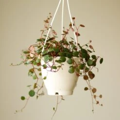 Peperomia 'Ruby Cascade' - 4.5 Inch Hanging Basket 10 Peperomia 'Ruby Cascade' - 4.5 Inch Hanging Basket -Eds Plant Shop peperomia ruby cascade 45 inch hanging basket 541238