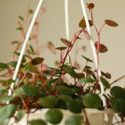 Peperomia 'Ruby Cascade' - 4.5 Inch Hanging Basket 13 Peperomia 'Ruby Cascade' - 4.5 Inch Hanging Basket -Eds Plant Shop peperomia ruby cascade 45 inch hanging basket 574292