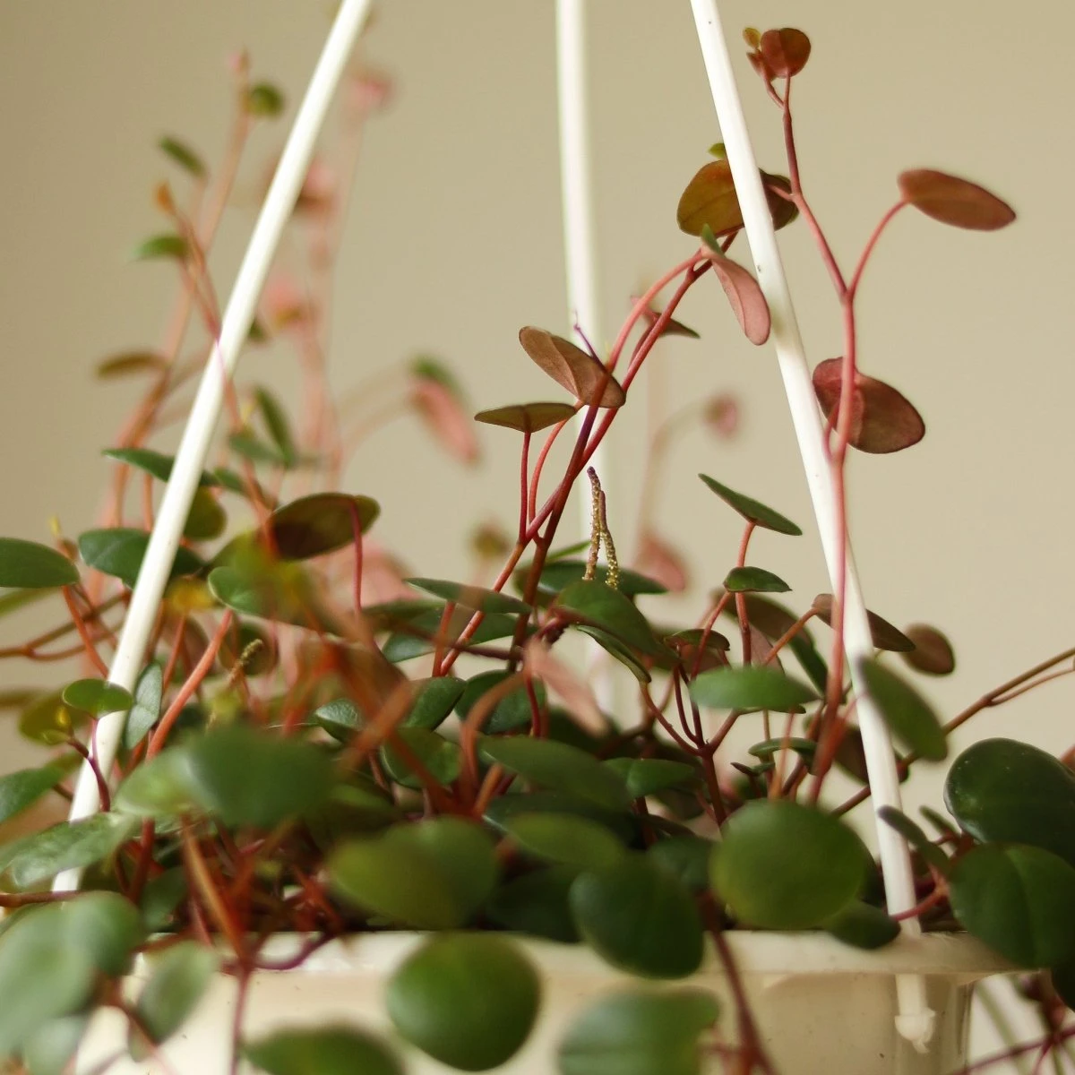 Peperomia 'Ruby Cascade' - 4.5 Inch Hanging Basket 7 Peperomia 'Ruby Cascade' - 4.5 Inch Hanging Basket - Image 5