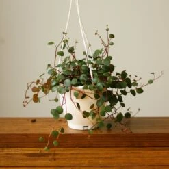 Peperomia 'Ruby Cascade' - 4.5 Inch Hanging Basket 15 Peperomia 'Ruby Cascade' - 4.5 Inch Hanging Basket -Eds Plant Shop peperomia ruby cascade 45 inch hanging basket 804391