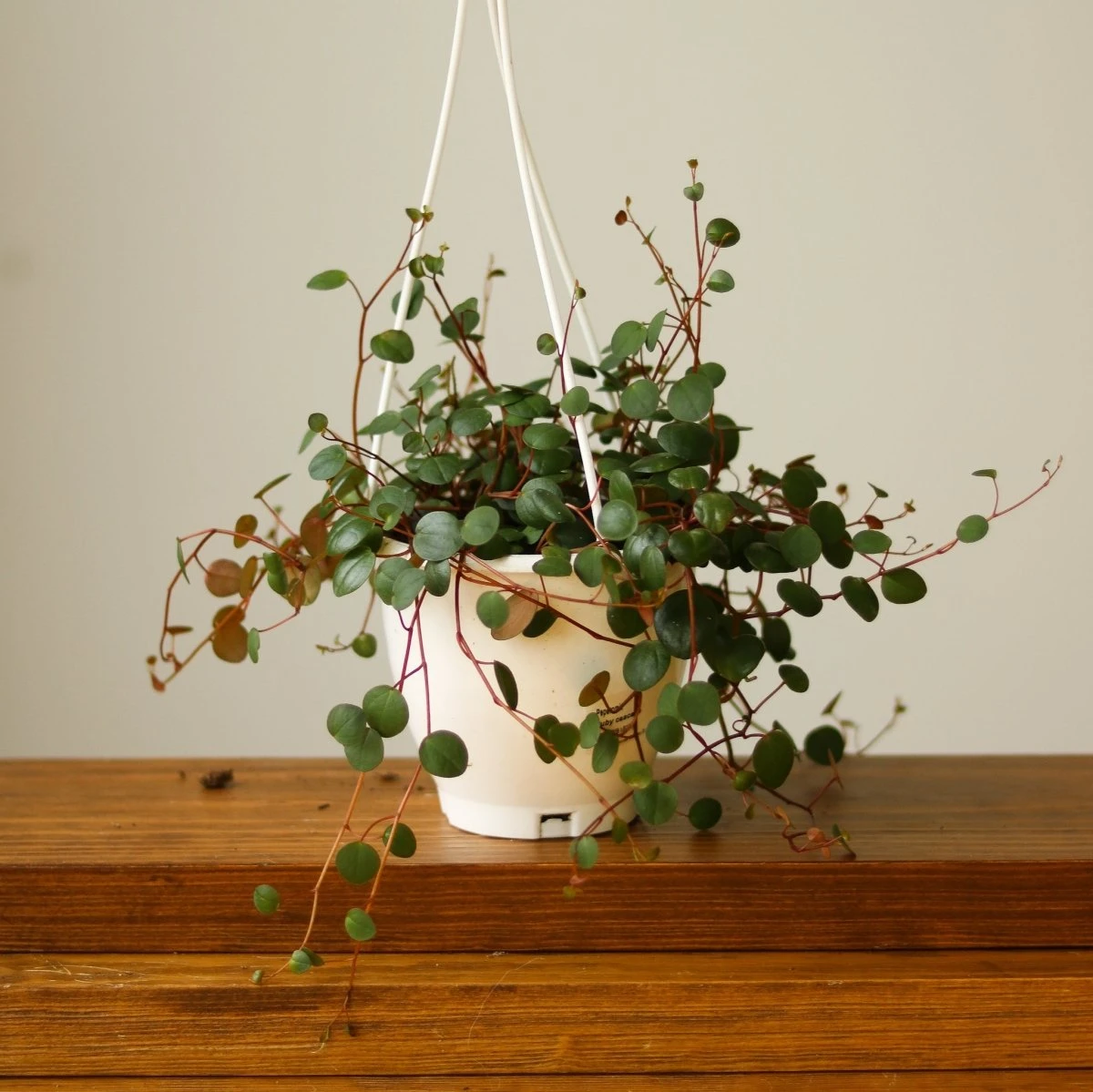 Peperomia 'Ruby Cascade' - 4.5 Inch Hanging Basket 9 Peperomia 'Ruby Cascade' - 4.5 Inch Hanging Basket - Image 7