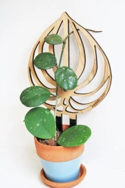 Peptrella - Peperomia Inspired Plant Trellis 16 Peptrella - Peperomia Inspired Plant Trellis -Eds Plant Shop peptrella peperomia inspired plant trellis 400106