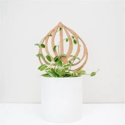 Peptrella - Peperomia Inspired Plant Trellis 15 Peptrella - Peperomia Inspired Plant Trellis -Eds Plant Shop peptrella peperomia inspired plant trellis 946393