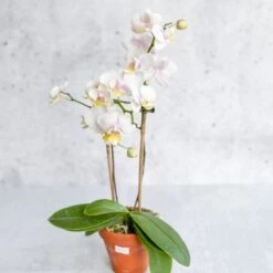 Phalaenopsis Orchid -Eds Plant Shop phalaenopsis orchid 246420