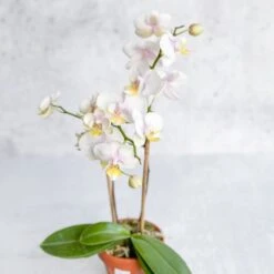 Phalaenopsis Orchid -Eds Plant Shop phalaenopsis orchid 268208