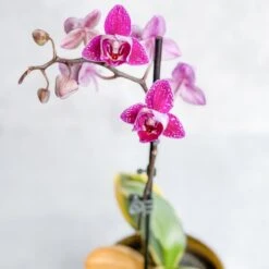 Phalaenopsis Orchid -Eds Plant Shop phalaenopsis orchid 298794