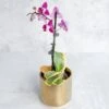 Phalaenopsis Orchid -Eds Plant Shop phalaenopsis orchid 483497