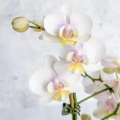 Phalaenopsis Orchid -Eds Plant Shop phalaenopsis orchid 487722