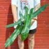 Philodendron Atabapoense - Rare Strapleaf Philodendron - 4 Inch -Eds Plant Shop philodendron atabapoense rare strapleaf philodendron 4 inch 329288