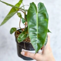 Philodendron Billietiae -Eds Plant Shop philodendron billietiae billietiae philodendron 45 inch 330345