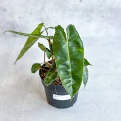 Philodendron Billietiae -Eds Plant Shop philodendron billietiae billietiae philodendron 45 inch 341541
