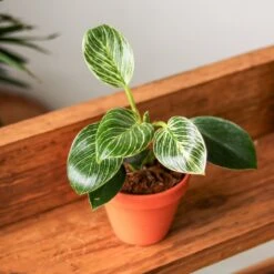 Philodendron 'Birkin' - White Wave -Eds Plant Shop philodendron birkin birkin philodendron 4 inch 347448
