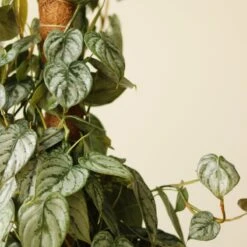 Philodendron Brandtianum ‘Silver Leaf’ – Easy‑Care Silver‑Mottled Vine 29 Philodendron Brandtianum ‘Silver Leaf’ – Easy‑Care Silver‑Mottled Vine -Eds Plant Shop philodendron brandtianum silver leaf philodendron 4 inch 231660