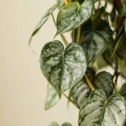 Philodendron Brandtianum ‘Silver Leaf’ – Easy‑Care Silver‑Mottled Vine 30 Philodendron Brandtianum ‘Silver Leaf’ – Easy‑Care Silver‑Mottled Vine -Eds Plant Shop philodendron brandtianum silver leaf philodendron 4 inch 241984